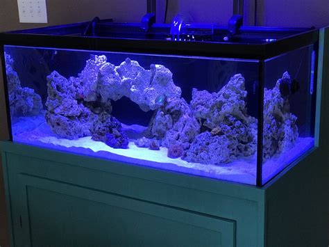 40 breeder tank size|40 gallon breeder tank setup.